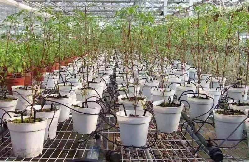 Dripper system for pots